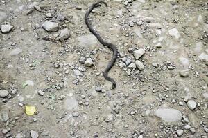 Viper is ordinary. Snake on the road. The snake crawls along the ground with rocks. photo