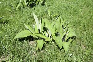 joven dispara helenio. el medicinal planta es helenio. foto