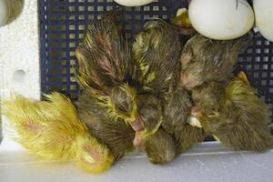 Musk duck ducklings hatched from eggs photo