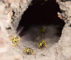 Log into the slot vespula vulgaris photo