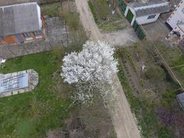 Blooming cherry plum. A cherry tree on the road. White flowers of plum trees on the branches of a tree. Spring garden. photo