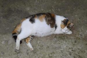 Pregnant cat resting. Calico cat with a big belly lying on the concrete photo