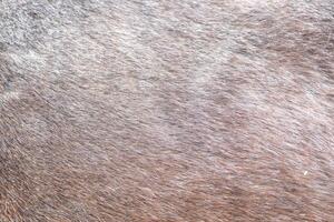 The skin of the horses up close. Brown horse. photo