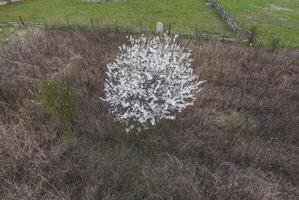 Blooming cherry plum. A plum tree among dry grass. White flowers of plum trees on the branches of a tree. Spring garden. photo