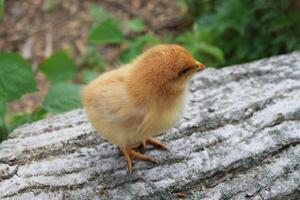 diario pollo. mantenimiento de aves de corral. foto