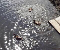 The male musk duck swimming in the lake photo