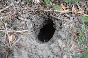 Log into the slot vespula vulgaris photo