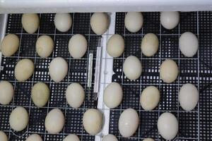 The eggs of a musky duck lying in an incubator. photo