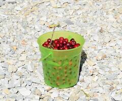 Cherries in a plastic green bucket. Ripe red sweet cherry photo