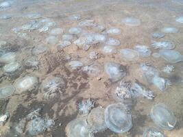 Dead jellyfish in the shallow waters of seashore. Jellyfish Rhizostomeae photo