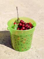 Cherries in a plastic green bucket. Ripe red sweet cherry photo