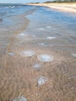 Dead jellyfish in the shallow waters of seashore. Jellyfish Rhizostomeae photo