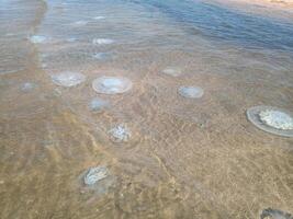 Dead jellyfish in the shallow waters of seashore. Jellyfish Rhizostomeae photo