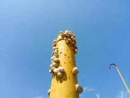 colony of snails on an iron gas pipe. Snails bask in the sun. Mating of snails. photo