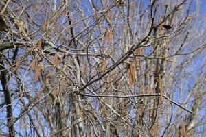 Flowering hazel hazelnut photo