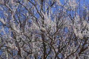 Spring flowering trees. Pollination of flowers of apricot. Blooming wild apricot in the garden photo