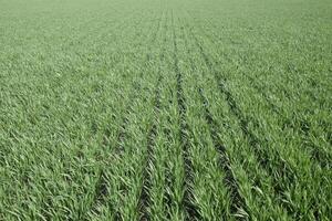 Spring winter wheat field photo