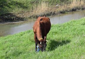 Cow grazing on the riverbank photo