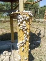 colony of snails on an iron gas pipe. Snails bask in the sun. Mating of snails. photo