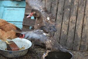 Musky duck bathes in a bucket of water. photo