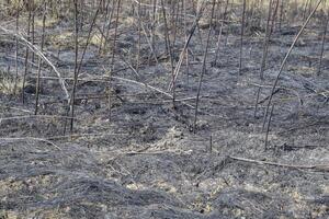 Ashes from the burned grass on the soil. After the fire, the landscape photo