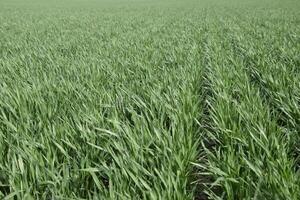 Spring winter wheat field photo