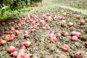 Apple orchard. Rows of trees and the fruit of the ground under the trees photo