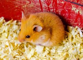 Hamster home in keeping in captivity. Hamster in sawdust. Red hamster photo