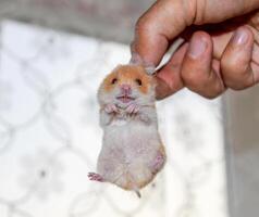 Hamster in hand. Hamster hold the scruff. Hamster held with fingers photo