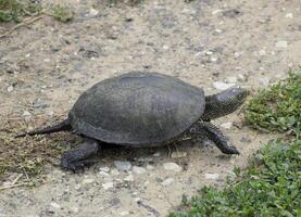 The tortoise crawls along the green grass. Ordinary river tortoise of temperate latitudes. The tortoise is an ancient reptile. photo