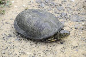 The tortoise lies on bare soil. Ordinary river tortoise of temperate latitudes. The tortoise is an ancient reptile. photo