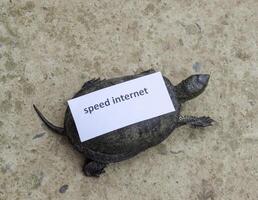 Internet speed. A bad internet symbol. Low download speed. Slow internet. Ordinary river tortoise of temperate latitudes. The tortoise is an ancient reptile. photo