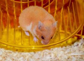 Hamster home in keeping in captivity. Hamster running wheel. Red hamster photo