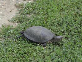 The tortoise crawls along the green grass. Ordinary river tortoise of temperate latitudes. The tortoise is an ancient reptile. photo