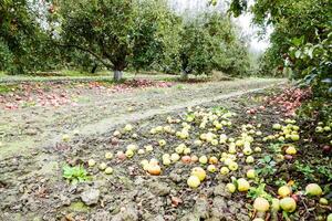 Apple orchard. Rows of trees and the fruit of the ground under the trees photo