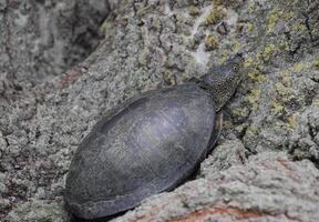 tortoise on the bark of a tree. Ordinary river tortoise of temperate latitudes. The tortoise is an ancient reptile. photo