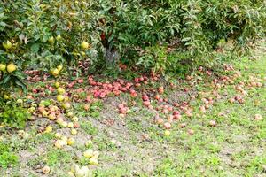 manzana huerta. filas de arboles y el Fruta de el suelo debajo el arboles foto