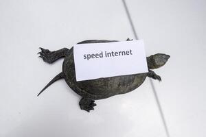 Internet speed. A bad internet symbol. Low download speed. Slow internet. Ordinary river tortoise of temperate latitudes. The tortoise is an ancient reptile. photo