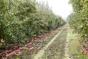 manzana huerta. filas de arboles y el Fruta de el suelo debajo t foto