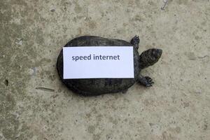 Internet speed. A bad internet symbol. Low download speed. Slow internet. Ordinary river tortoise of temperate latitudes. The tortoise is an ancient reptile. photo