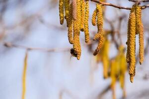 Pollination by bees earrings hazelnut. Flowering hazel hazelnut. photo