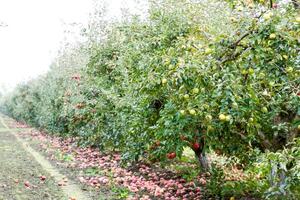 manzana huerta. filas de arboles y el Fruta de el suelo debajo el arboles foto