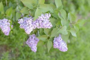 Lilac flowers on the branches. Beautiful purple lilac flowers outdoors. photo
