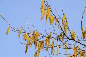 Flowering hazel hazelnut. Hazel catkins on branches. photo