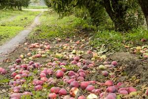 Apple orchard. Rows of trees and the fruit of the ground under t photo