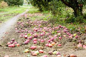Apple orchard. Rows of trees and the fruit of the ground under the trees photo