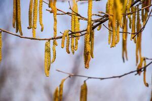 Flowering hazel hazelnut. Hazel catkins on branches. photo