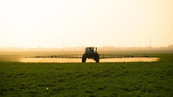 tractor en el puesta de sol antecedentes. tractor con alto ruedas es haciendo fertilizante en joven trigo. foto