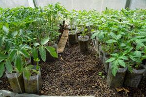 Seedlings of tomato. Growing tomatoes in the greenhouse photo