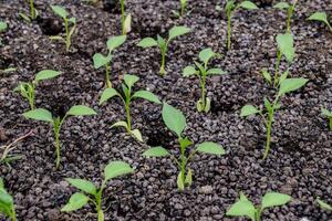 Seedlings of pepper. Pepper in greenhouse cultivation. Seedlings photo